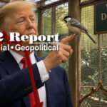 [DS] Players Are Being Targeted,When Do Birds Sing?Trump Wins Again, Elections Are Safe – Ep. 3914 – x22report